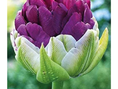 Tulipa dubbel 'Pop Up Purple'