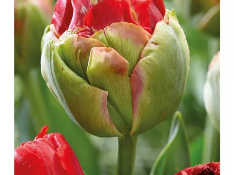 Tulipa dubbel 'Pop Up Red'