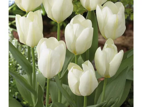 Tulipa fosteriana 'Purissima'