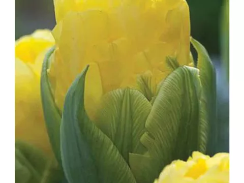 Tulipa dubbel 'Pop Up Yellow'