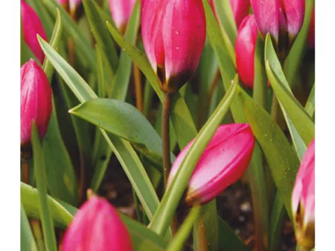 Tulipa mini 'Pulchella Violacea'