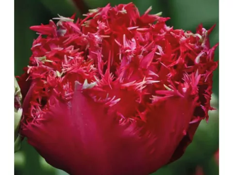 Tulipa franjer 'Qatar'