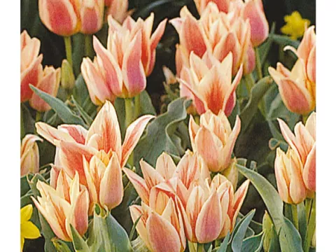 Tulipa multi 'Quebec'