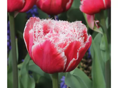 Tulipa franjer 'Queensland'