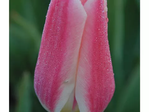 Tulipa fosteriana 'Rosy Dream'