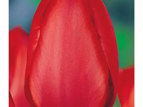 Tulipa Darwin hybr. 'Red Impression'