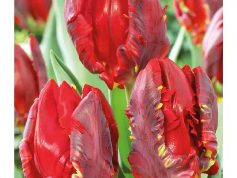 Tulipa parkiet 'Rococo'