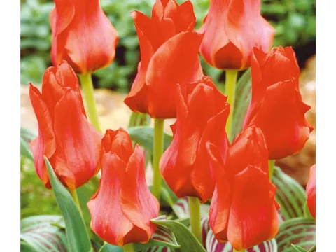 Tulipa greigii 'Roodkapje'