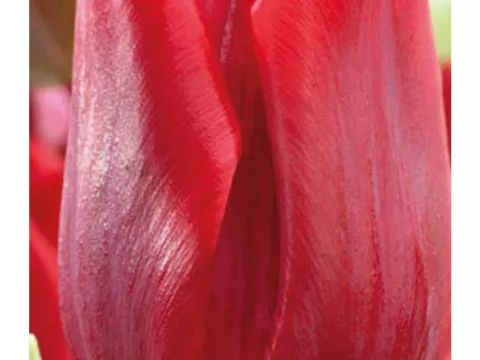 Tulipa (EV) 'Ruby Prince'