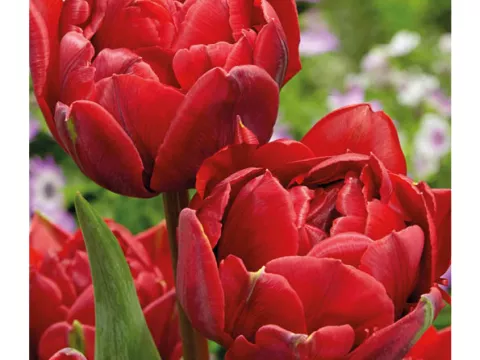 Tulipa dubbel 'Red Princess'
