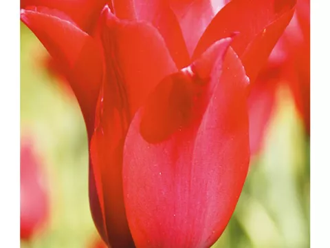 Tulipa liliflorum 'Red Shine'