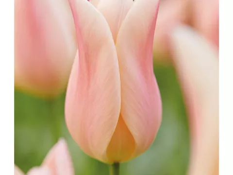 Tulipa liliflorum 'Sanne'