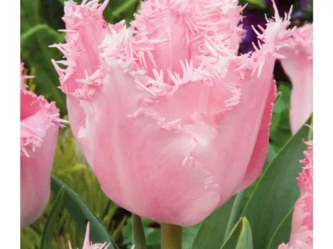 Tulipa franjer 'Santander'