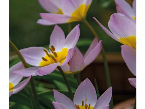 Tulipa mini 'Saxatilis'