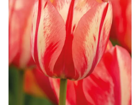 Tulipa Darwin hybr. 'Spryng Break'