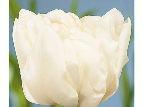 Tulipa dubbel 'Schoonoord'