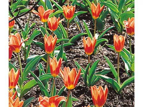 Tulipa kaufmanniana 'Shakespeare'