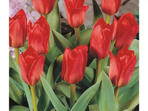 Tulipa kaufmanniana 'Showwinner'