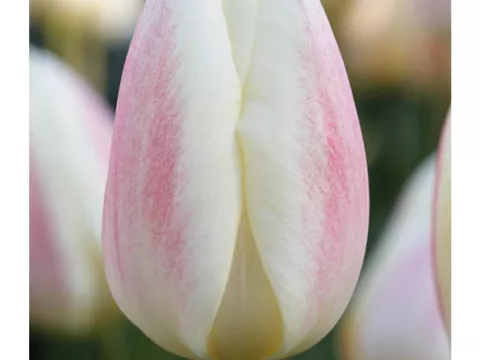 Tulipa (EV) 'Silk Surprice'
