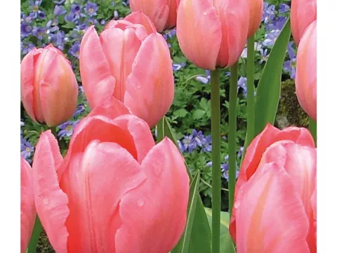 Tulipa Darwin hybr. 'Salmon Impression'