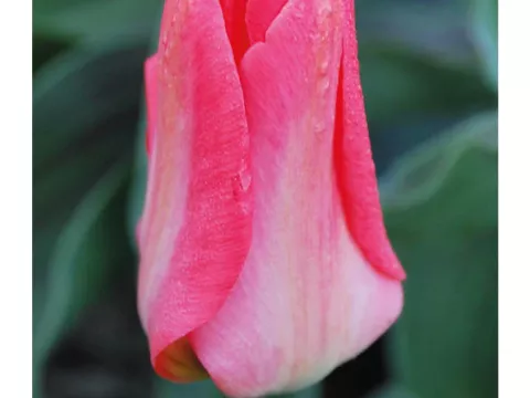 Tulipa greigii 'Sweet Lady'