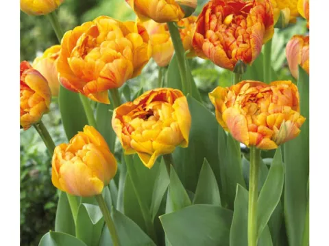 Tulipa dubbel 'Sun Lover'