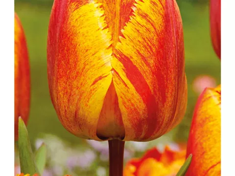 Tulipa franjer 'Solstice'