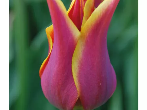 Tulipa liliflorum 'Sonnet'