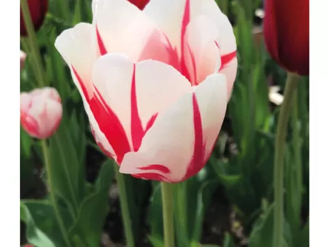 Tulipa (EL) 'Sorbet'