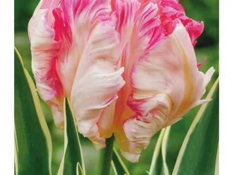 Tulipa parkiet 'Silver Parrot'