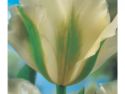 Tulipa viridiflora 'Springgreen'