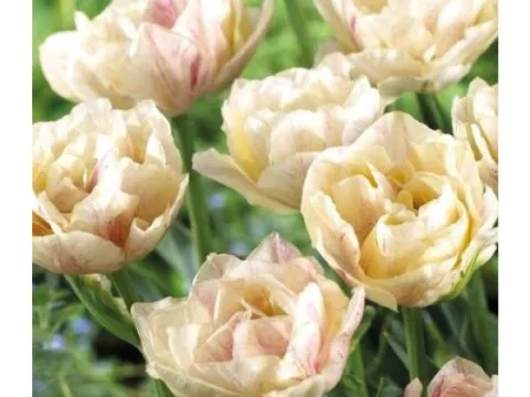 Tulipa dubbel 'Silk Road'