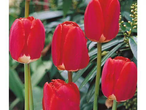 Tulipa Darwin hybr. 'Spring Song'