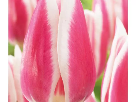 Tulipa (EV) 'Spring Surprice'