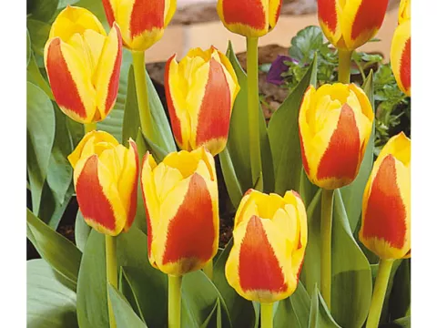 Tulipa kaufmanniana 'Stresa'