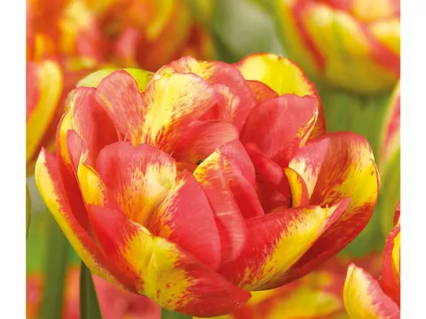 Tulipa dubbel 'Sundowner'