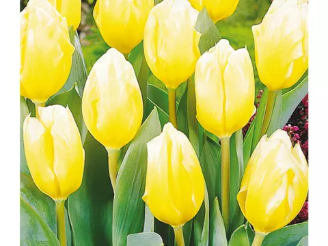 Tulipa fosteriana 'Sweetheart'