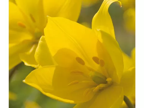 Tulipa mini 'Sylvestris' (bostulp)