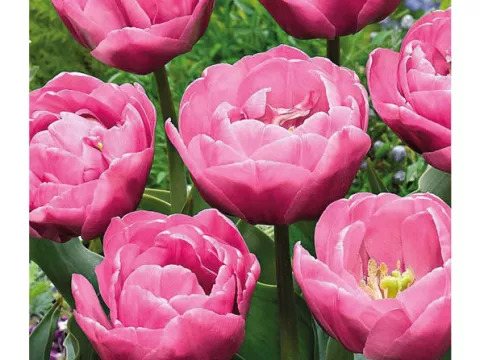 Tulipa dubbel 'Table Dance'