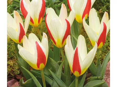 Tulipa kaufmanniana 'The First'