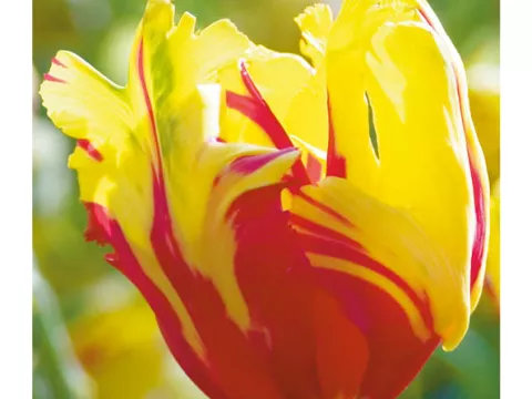 Tulipa parkiet 'Texas Flame'