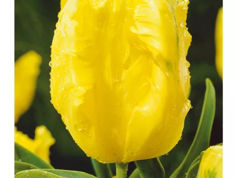 Tulipa parkiet 'Texas Gold'