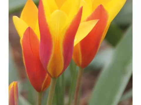 Tulipa mini 'Clausiana Tinka'