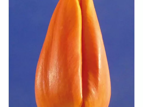 Tulipa triumph 'Titan'