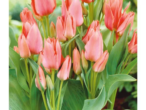 Tulipa multi 'Toronto'