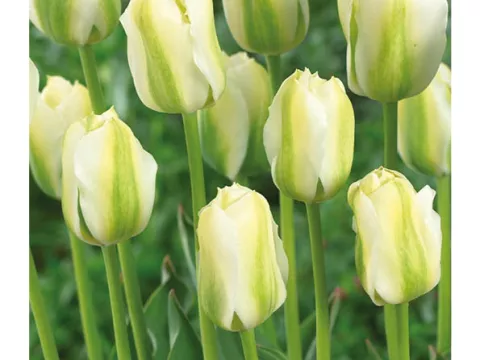 Tulipa viridiflora 'Twighlight Princess'