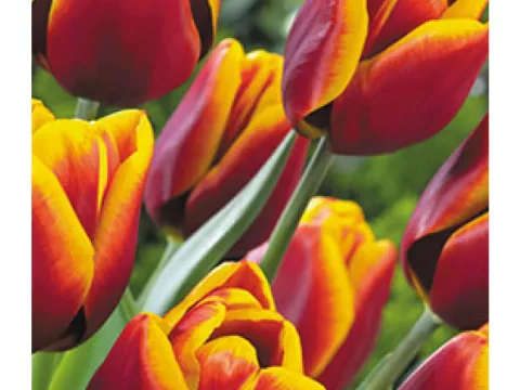 Tulipa triumph 'Uppsala'