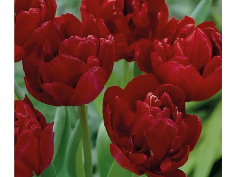 Tulipa dubbel 'Uncle Tom'