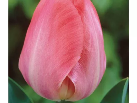 Tulipa Darwin hybr. 'van Eijk'