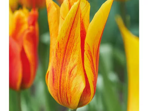 Tulipa liliflorum 'Vendeeglobe'